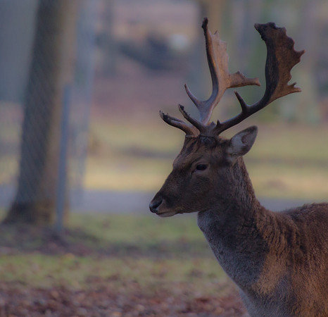 Deer, Hanover Animal Garden 2