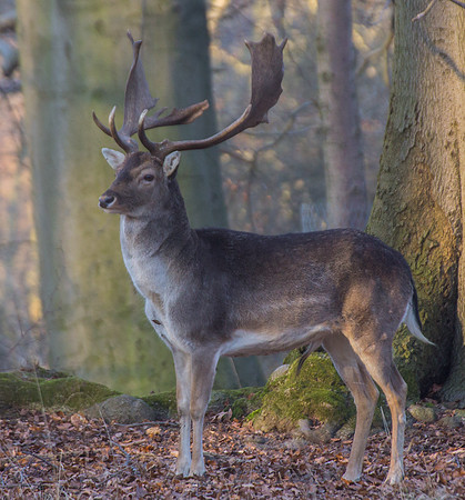 Deer, Hanover Animal Garden 1