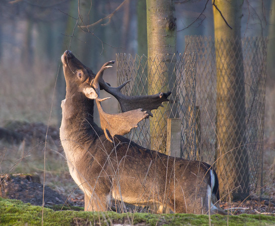 Deer, Hanover Animal Garden 3