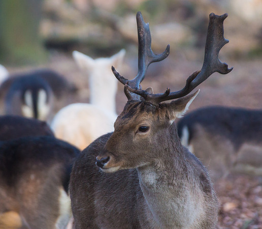 Deer, Hanover Animal Garden 5