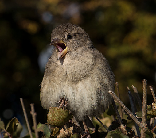 Happily Chirping