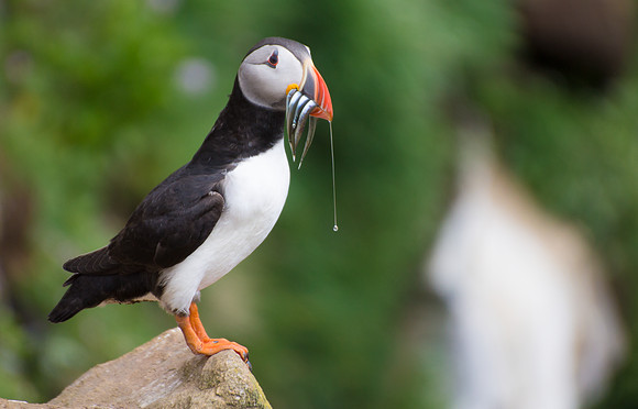 Puffin's Menu