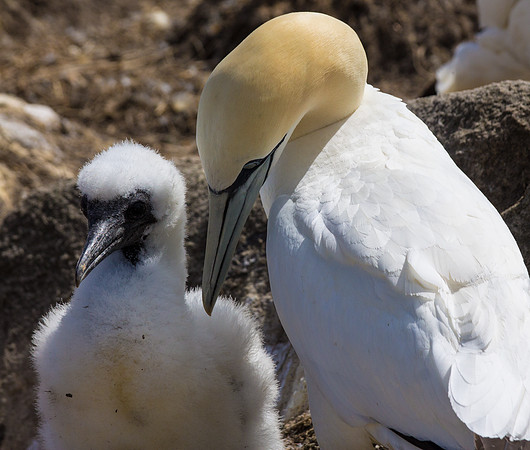 Mother's love