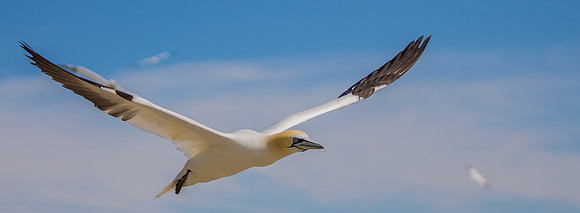 Gannet in Flight 2