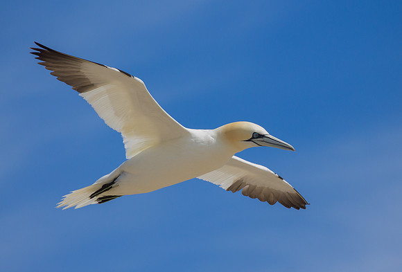 Gannet in Flight 1