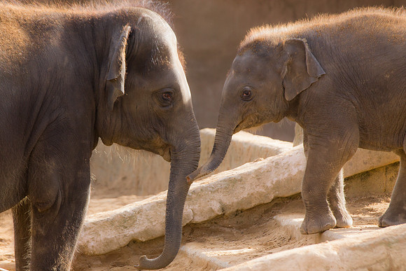 Elefants