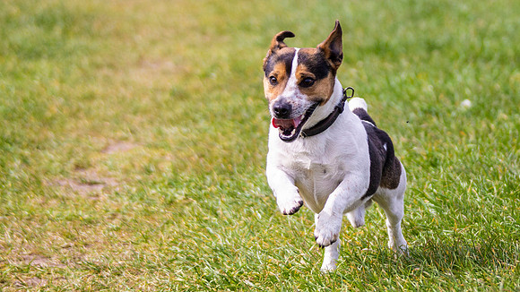 Jack Russel Terrier