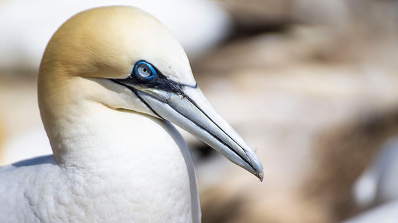 Gannet  Close Up