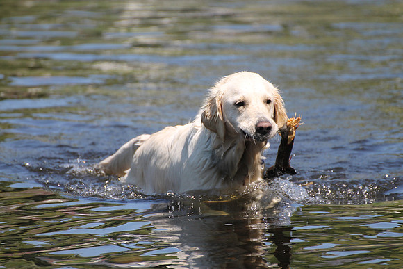 Golden Retriever