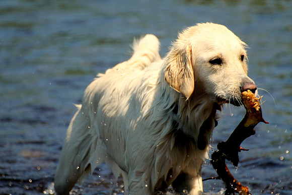 Golden Retriever 2