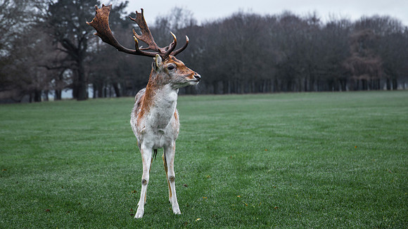 Deer at Dusk