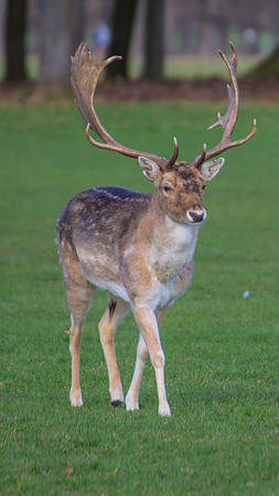 Deer at Phoenix Park, Dublin 1