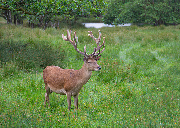 Deer at Farren Woods. October 2021